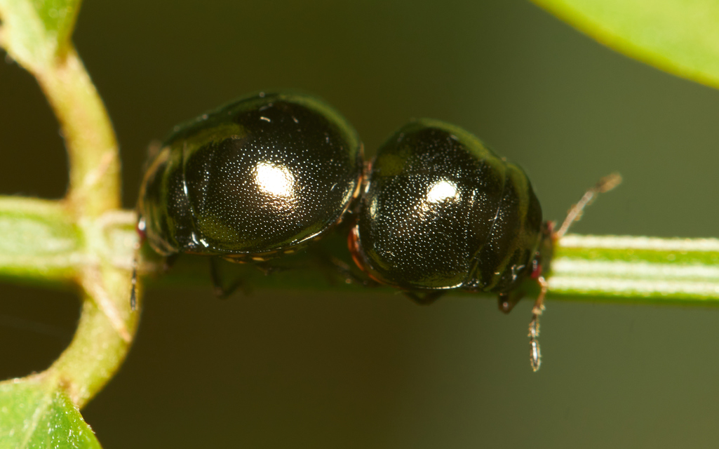 Plataspidae - bödepoloskák Plataspidae - bödepoloskák