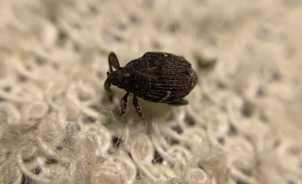 Thamiocolus viduatus - barnás fésűsormányos