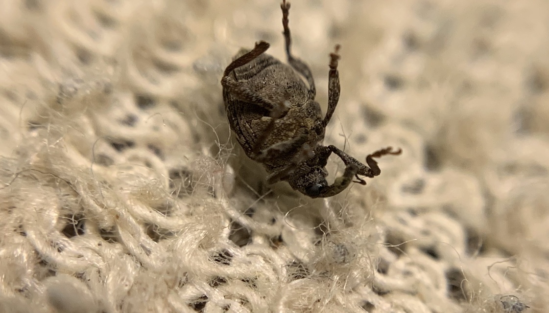 Hadroplontus litura - pompás aszatormányos
