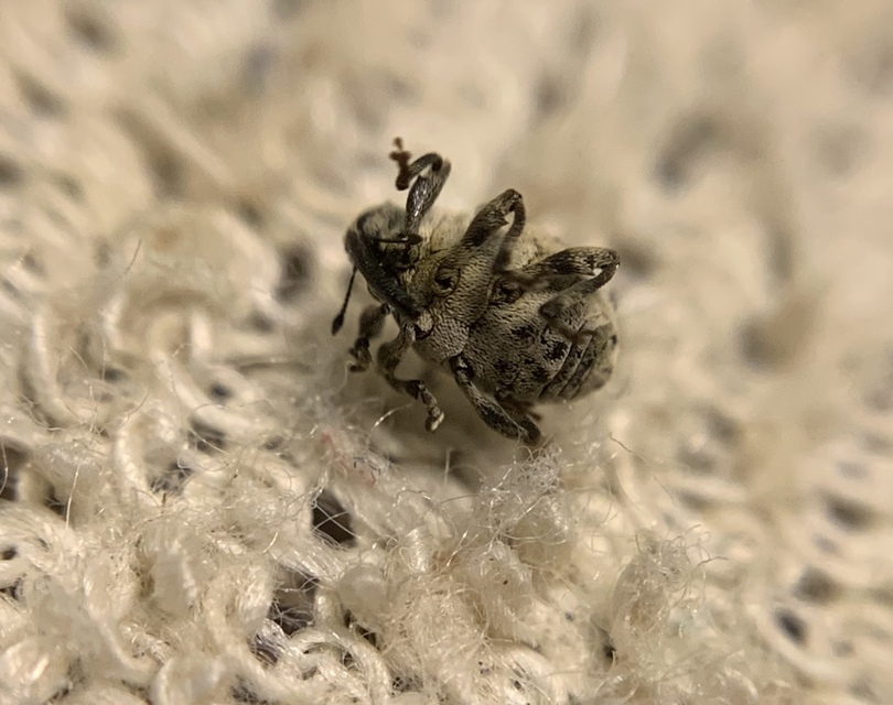 Hadroplontus litura - pompás aszatormányos