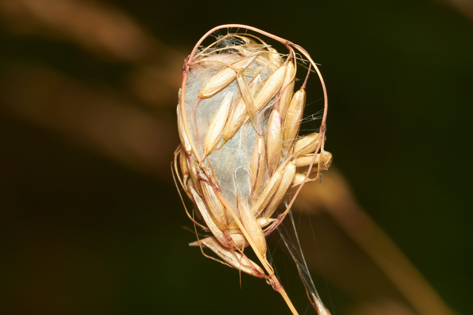 Cheiracanthium