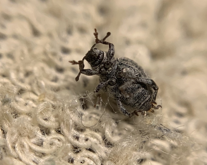 Peritelus familiaris - nagy kendermagbogár