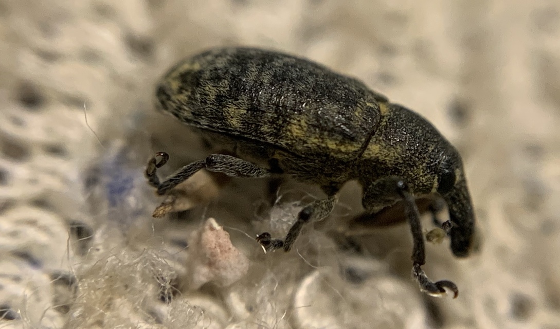 Larinus carlinae - foltos púderbarkó
