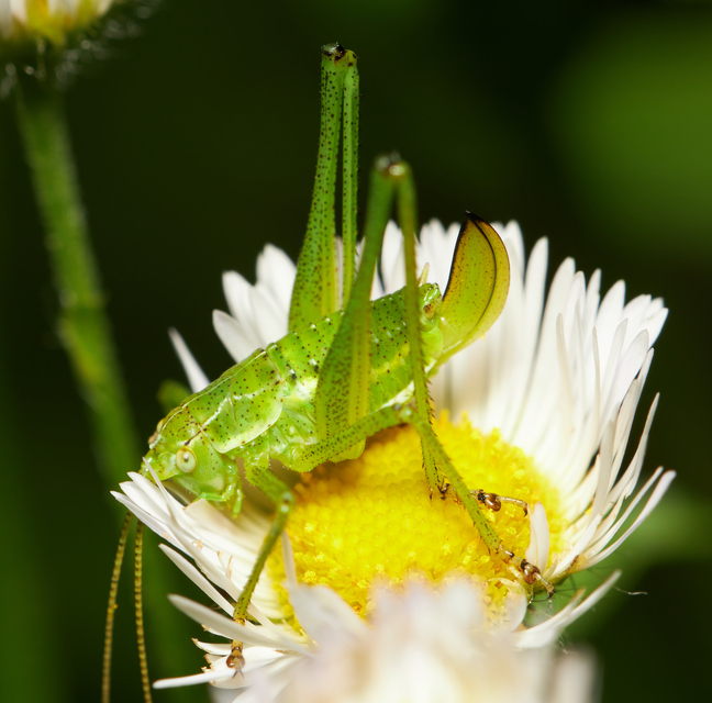 Leptophyes