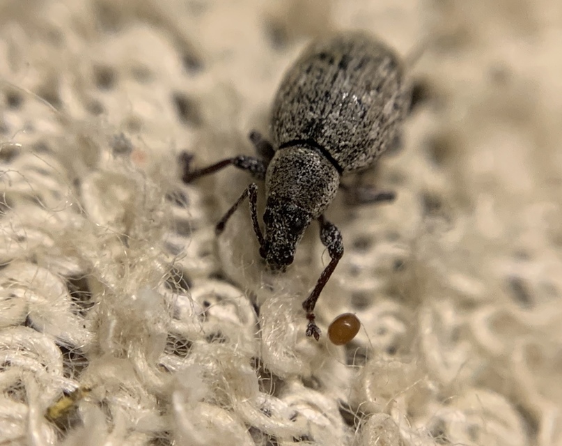 Peritelus familiaris - nagy kendermagbogár