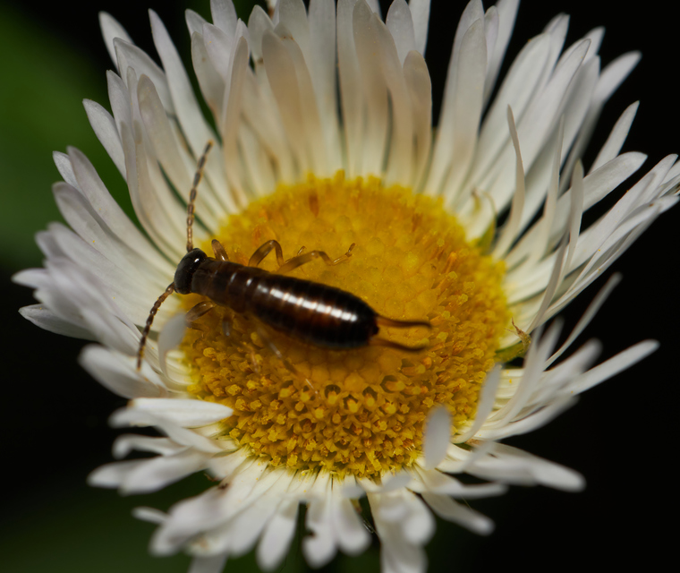 Forficula auricularia - közönséges fülbemászó
