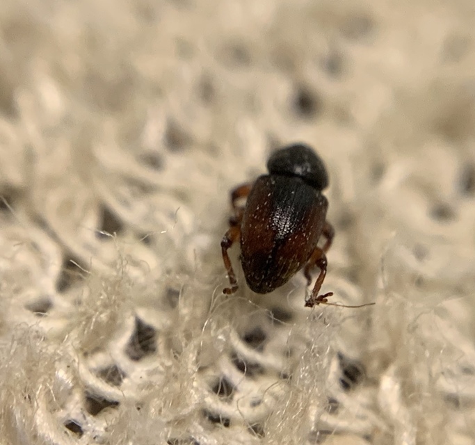 Tychius quinquepunctatus - borsó-tímárormányos