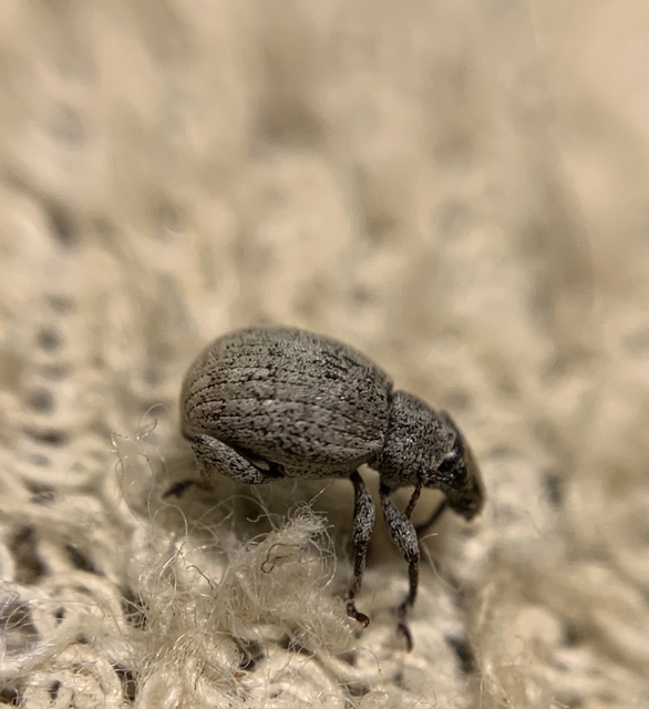 Peritelus familiaris - nagy kendermagbogár
