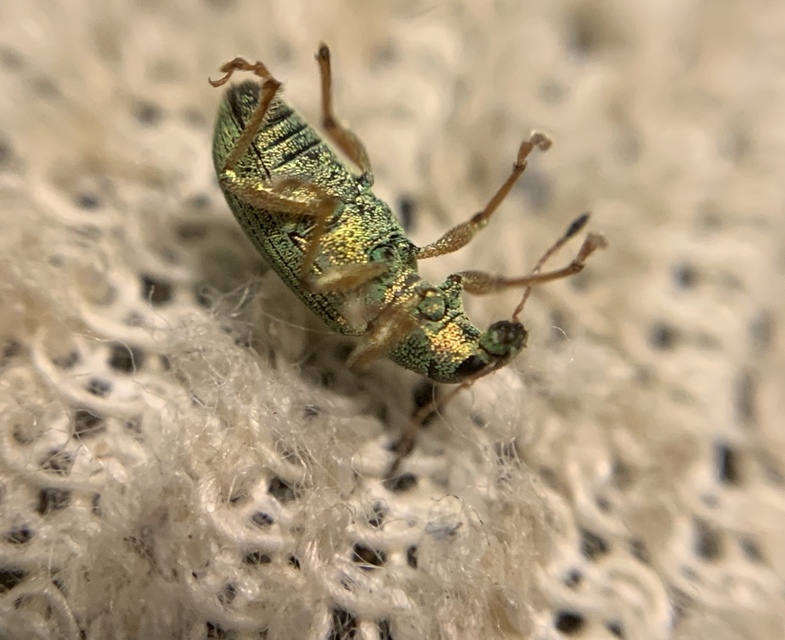 Polydrusus formosus - selymes lombormányos