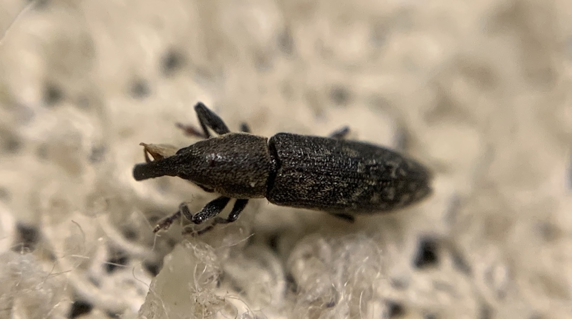 Lixus filiformis - karcsú dudvabarkó