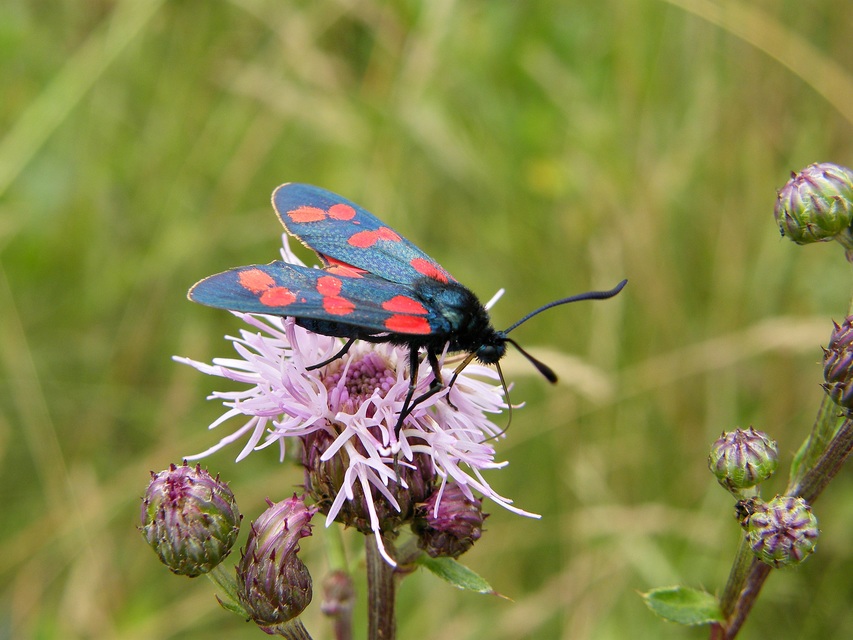 Zygaena filipendulae - acélszínű csüngőlepke