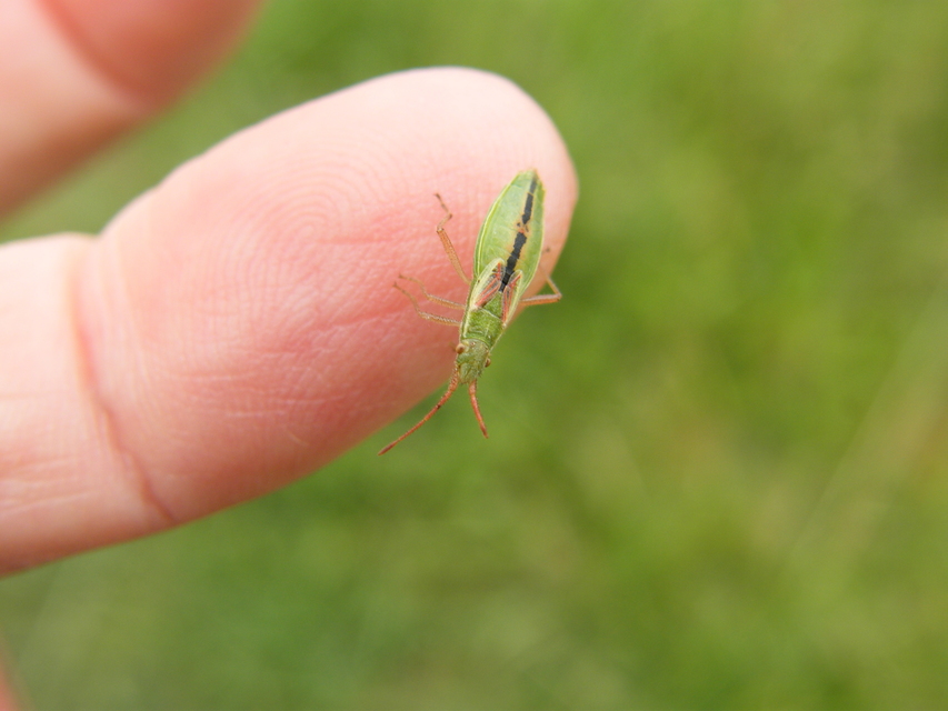Myrmus miriformis - kurtaszárnyú karimáspoloska