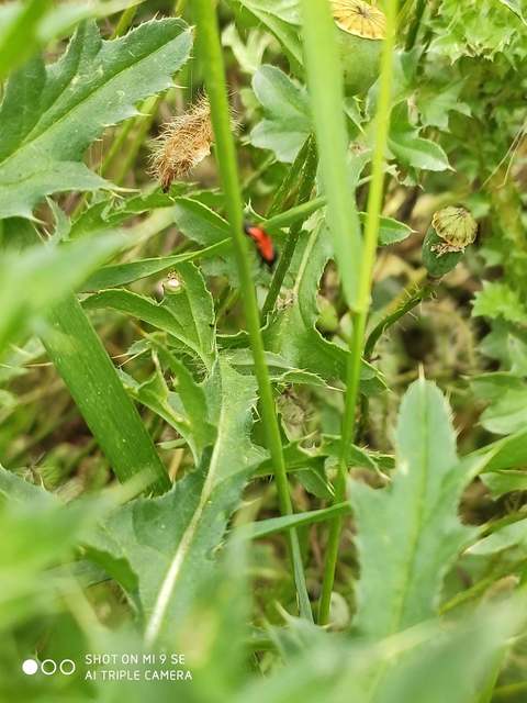 Deraeocoris rutilus - cinóber mezeipoloska
