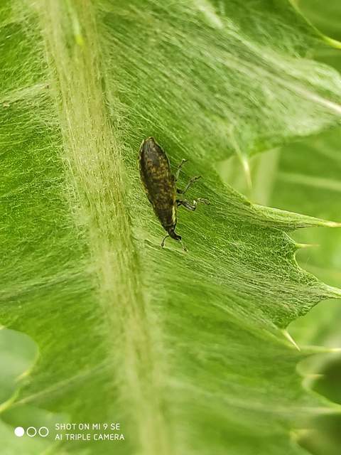 Lixus cardui/filiformis
