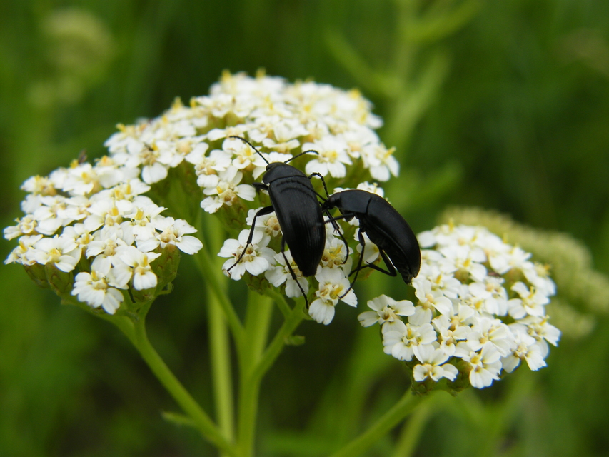 Podonta nigrita - szerecsenbogár