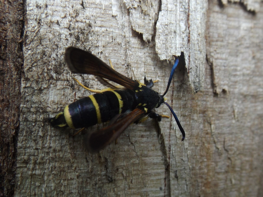 Paranthrene tabaniformis - bögölyszitkár