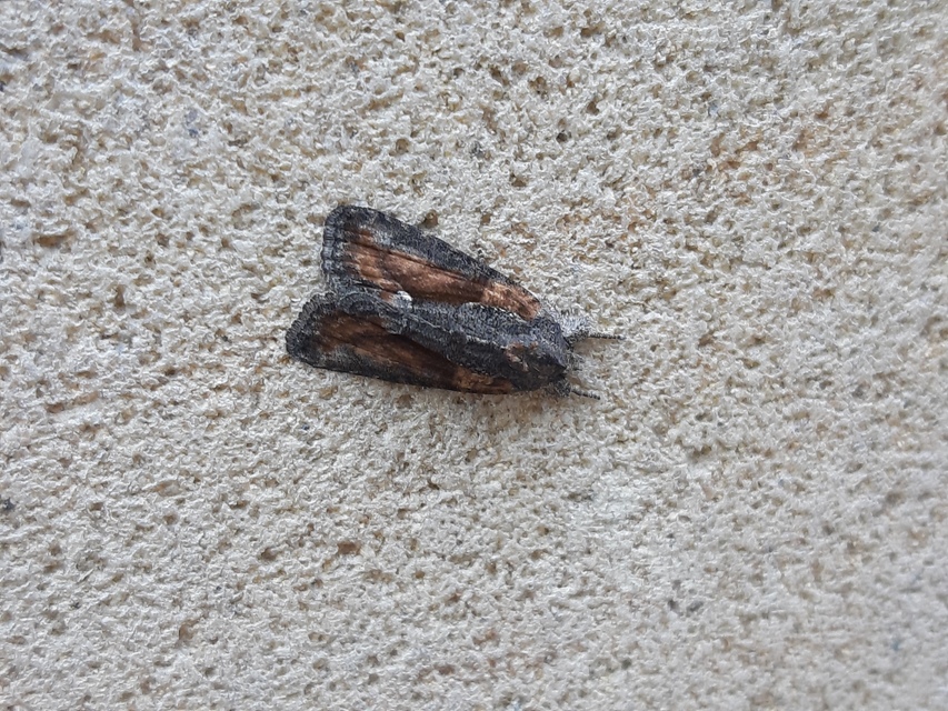 Bryophila raptricula/felina