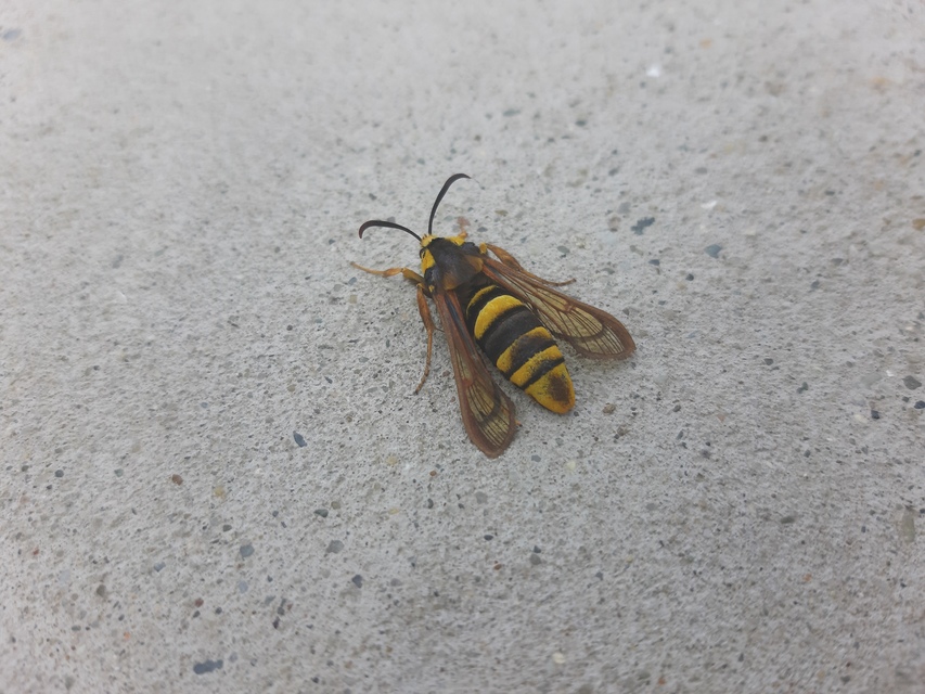 Sesia apiformis - darázslepke