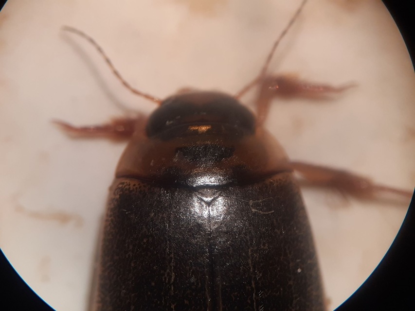 Rhantus frontalis - sárgamellű particsíkbogár