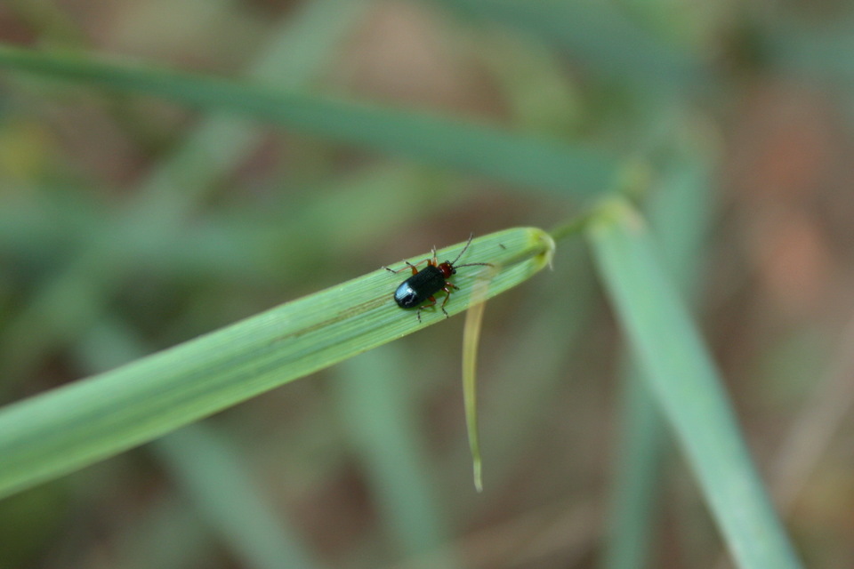 Oulema melanopus/duftschmidi