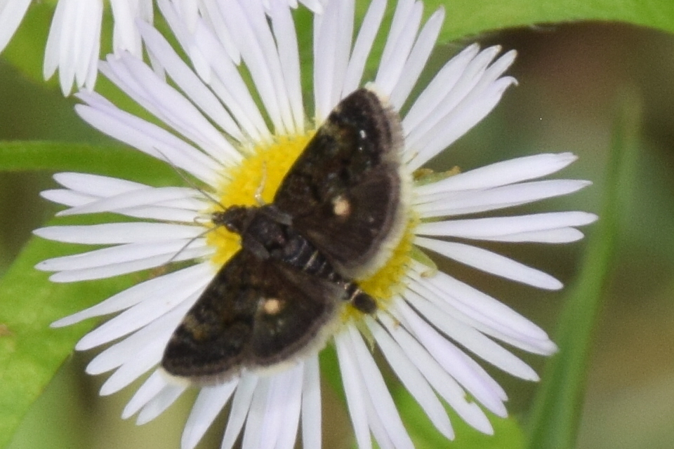 Heliothela wulfeniana - fényes kormosmoly