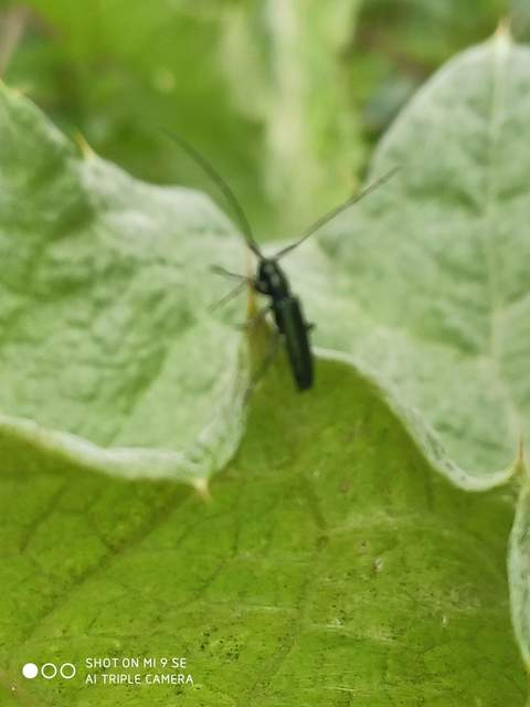 Agapanthia violacea - kék somkórócincér