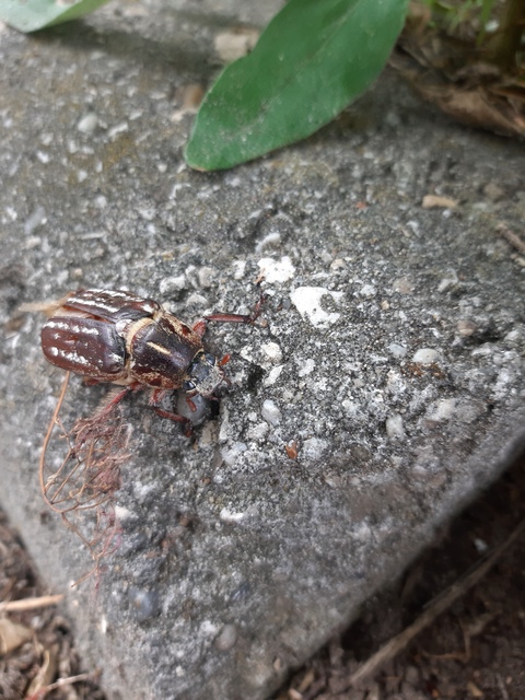 Anoxia orientalis - keleti cserebogár