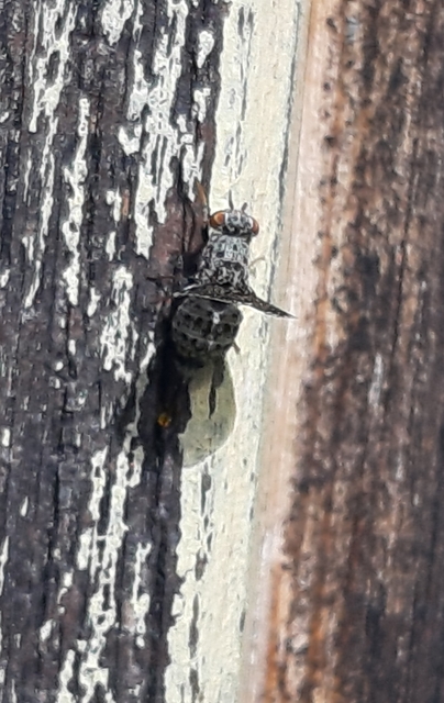 Callopistromyia annulipes - pávalégy