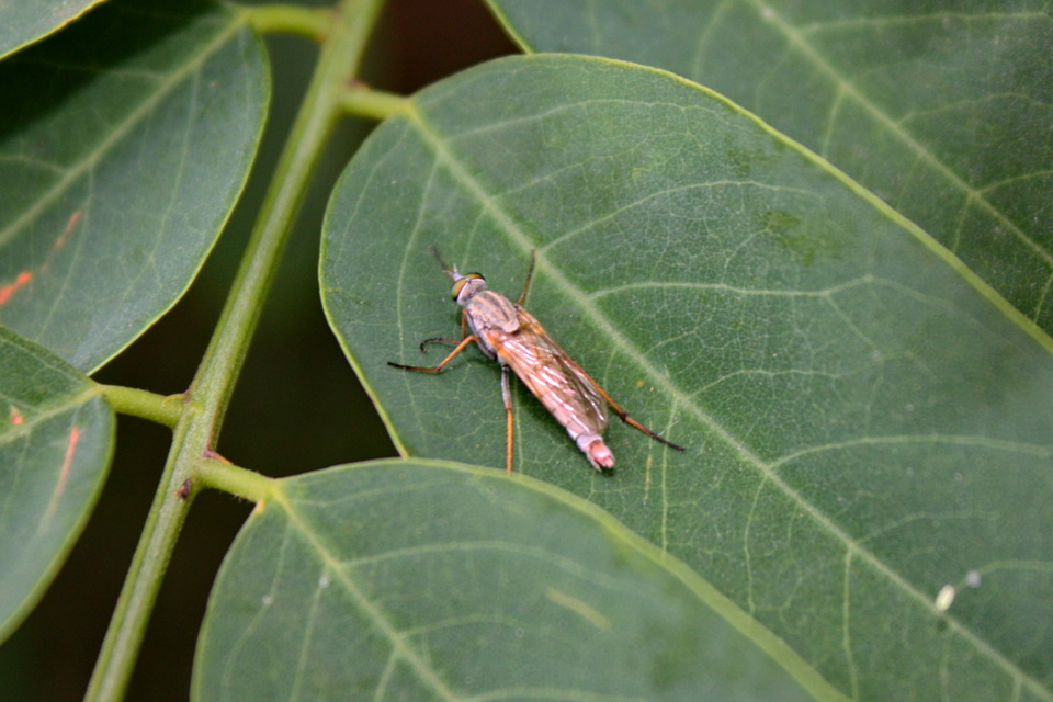Cliorismia ardea