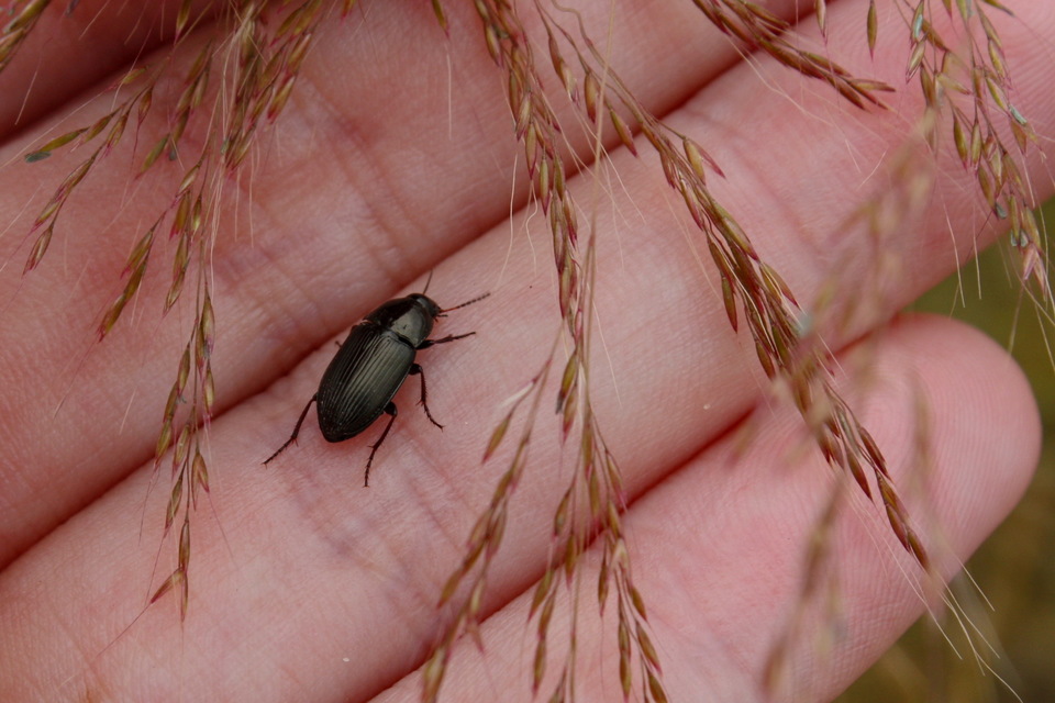 Amara similata - gyakori közfutó Amara similata - gyakori közfutó