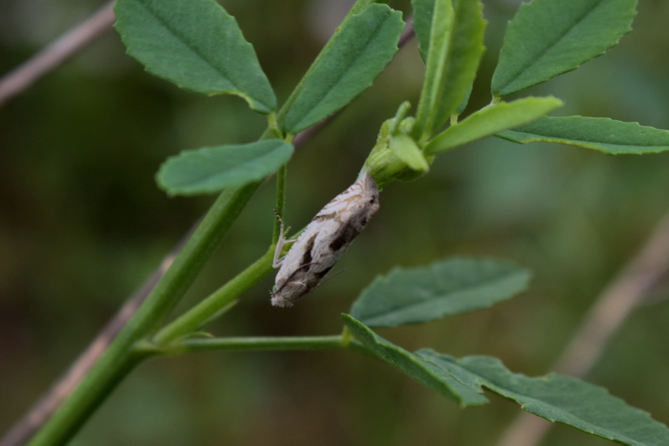 Eucosma metzneriana - ürömgyökér-tükrösmoly