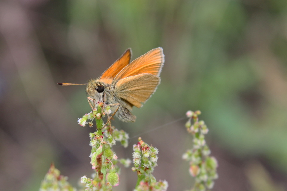 Thymelicus lineola - vonalas busalepke