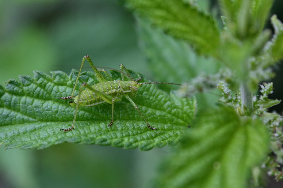 Leptophyes