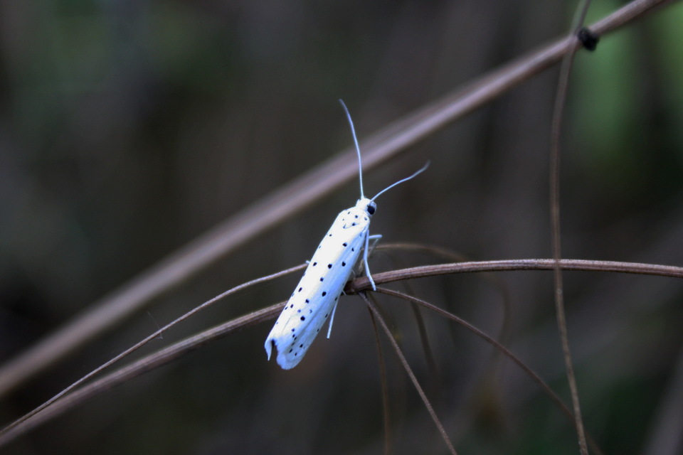 Yponomeuta