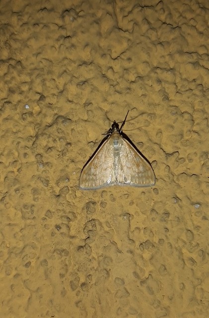 Sitochroa verticalis - világossárga dudvamoly