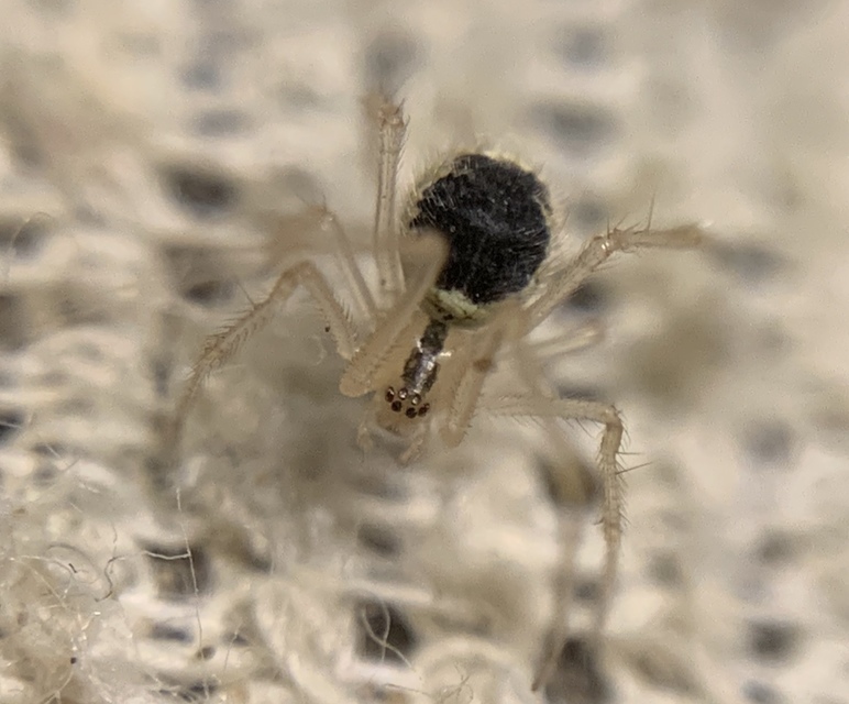 Theridion varians - változó törpepók