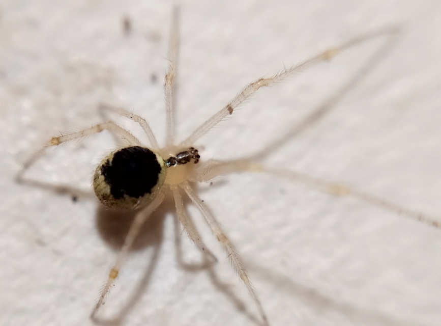 Theridion varians - változó törpepók