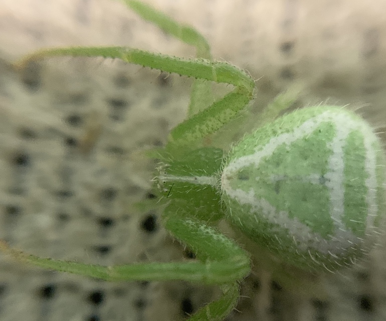 Heriaeus hirtus - bozontos karolópók