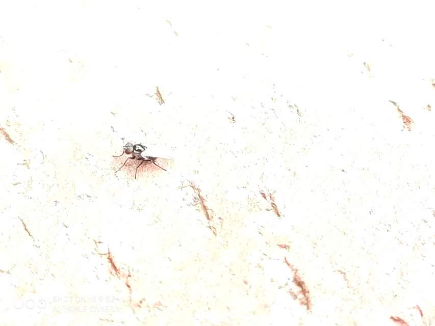 Coenosia atra