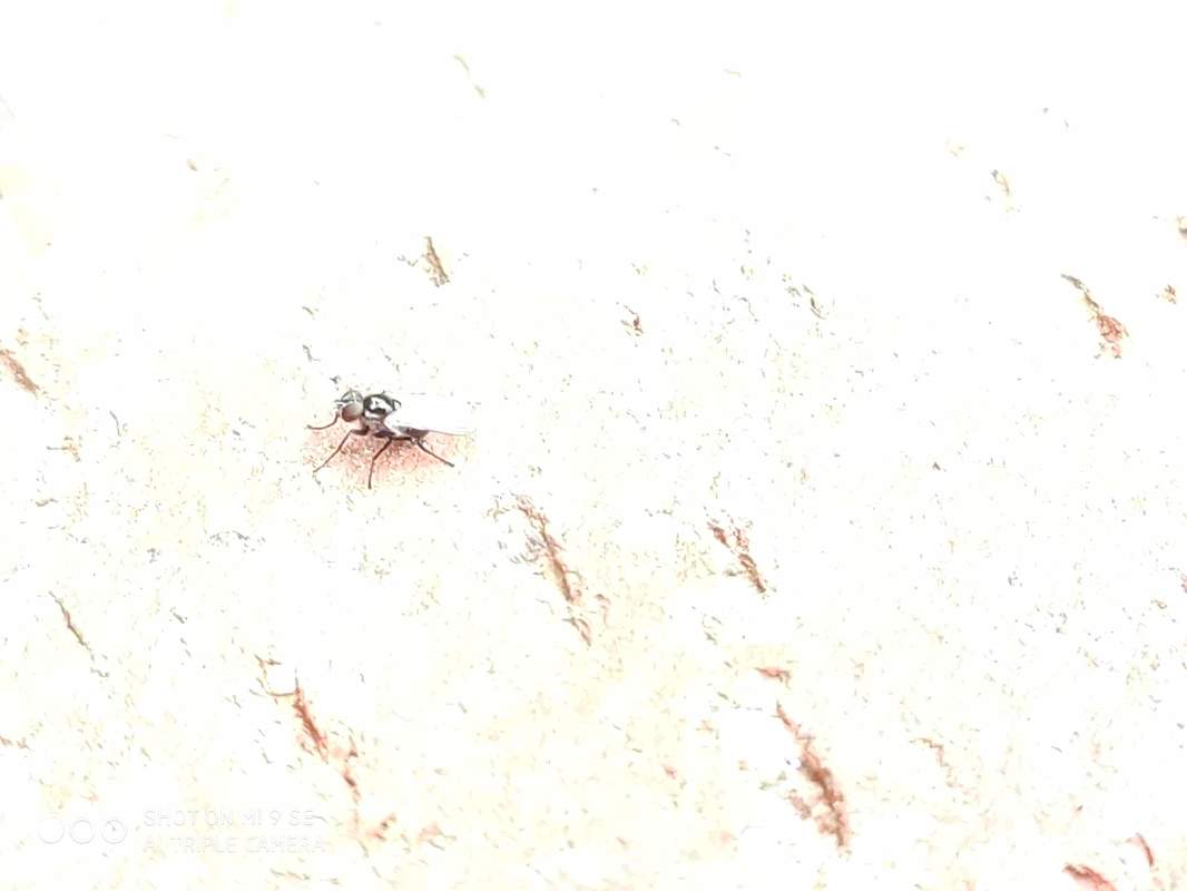 Coenosia atra