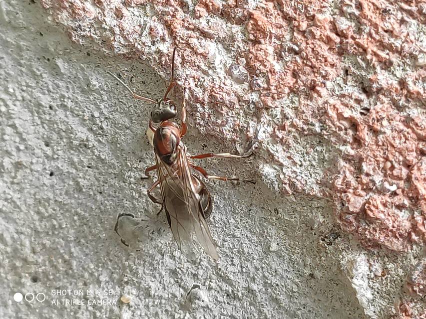 Formica