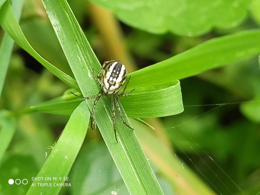 Mangora acalypha - réti keresztespók