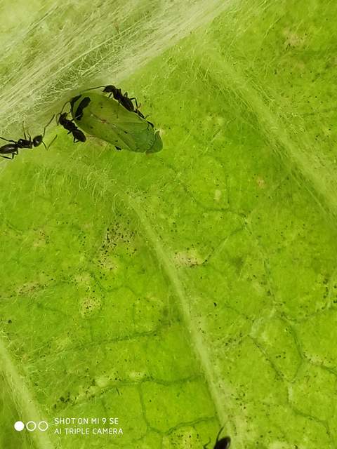 Tettigometra virescens