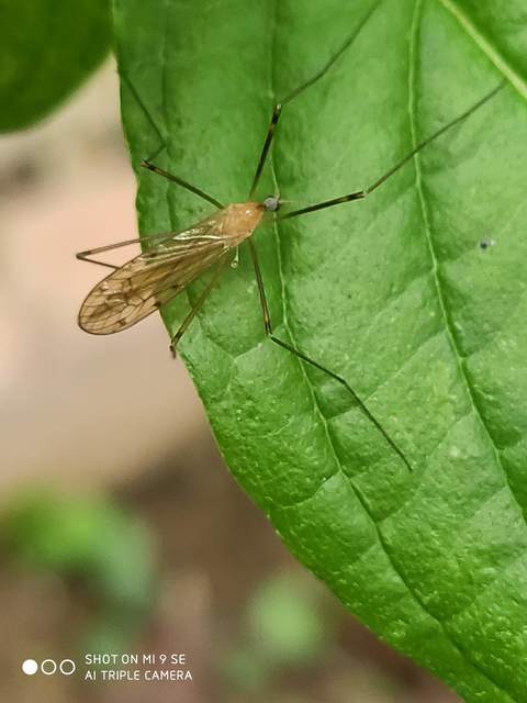 Limonia phragmitidis