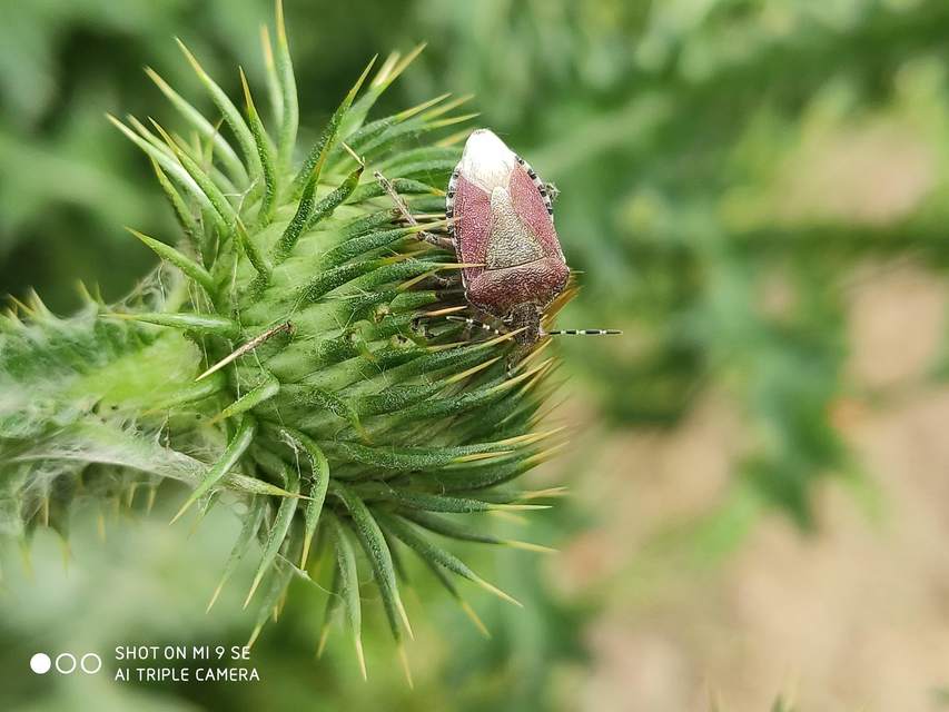 Dolycoris baccarum - közönséges bogyómászó-poloska Dolycoris baccarum - közönséges bogyómászó-poloska