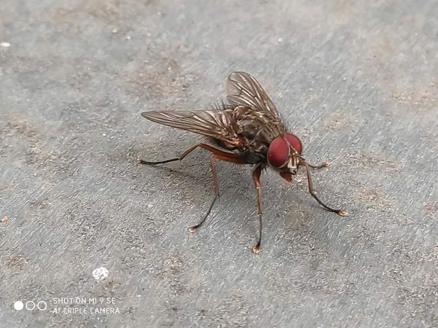 Phaonia valida