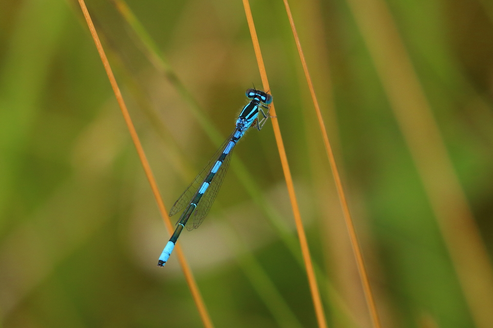 Coenagrion scitulum - mediterrán légivadász