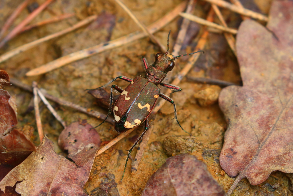 Cicindela sylvicola - erdei homokfutrinka