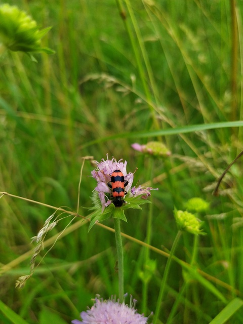 Trichodes apiarius - szalagos méhészbogár