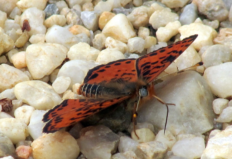 Melitaea didyma - tüzes tarkalepke